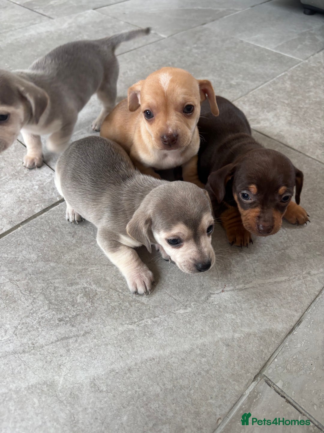 Chiweenie dogs for sale: CHIWEENIE PUPS READY 10TH NOVEMBER  - Image 30