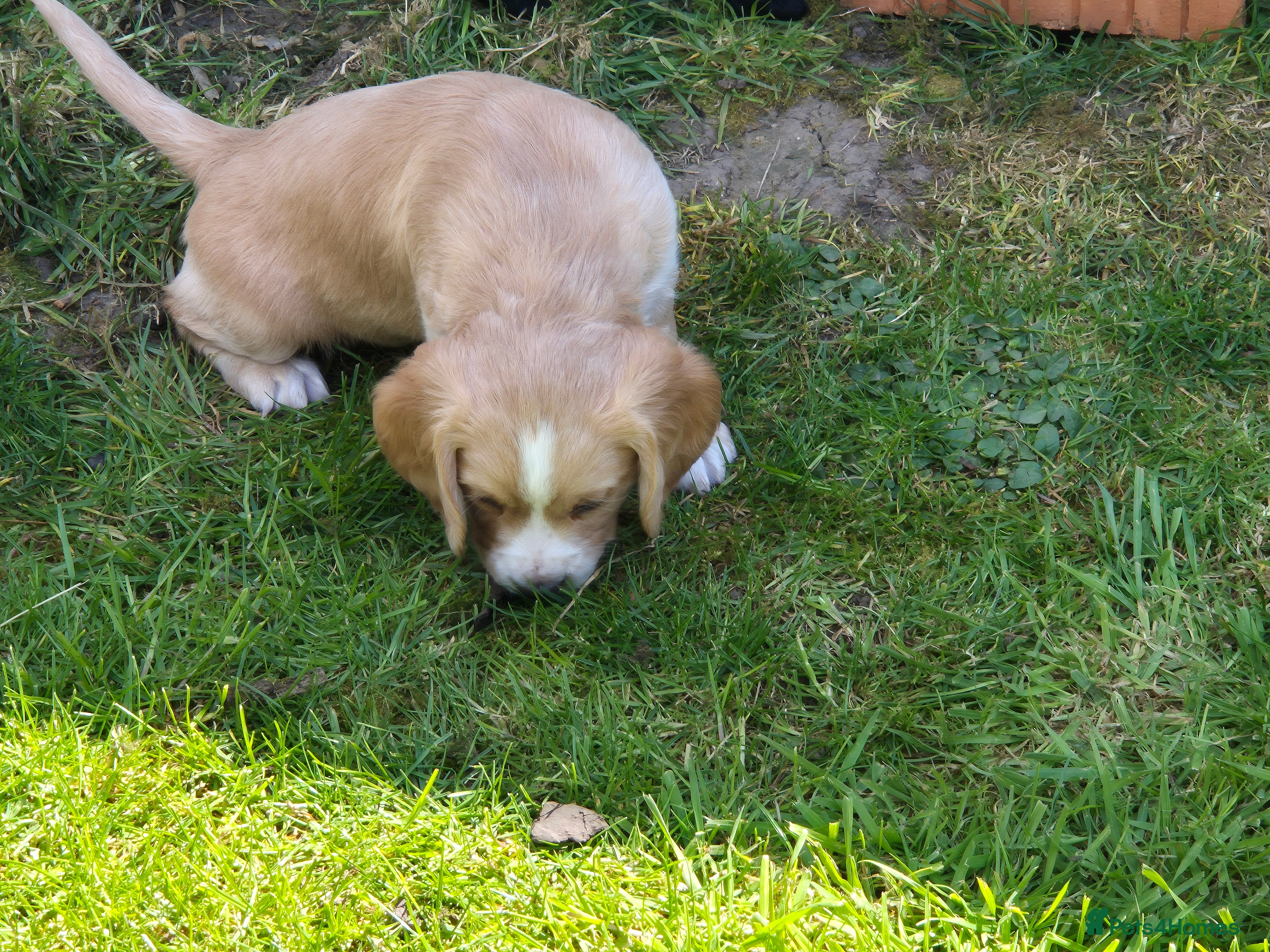 Cocker Spaniel dogs for sale: 1 beautiful black & white boy left kc registered  - Advert 31