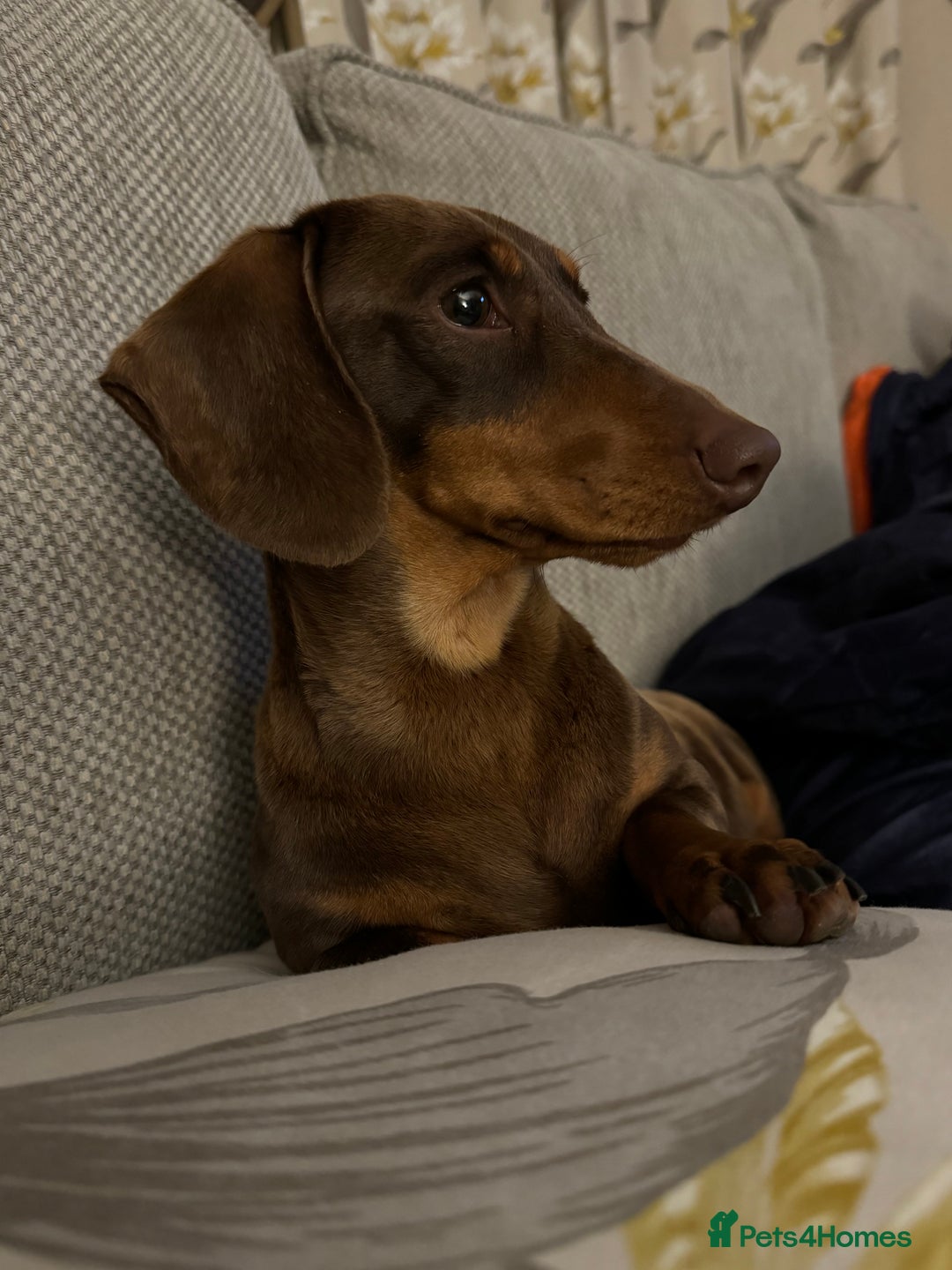 Miniature Dachshund dogs for sale: KC Reg Miniature Dachshunds.  - Image 5