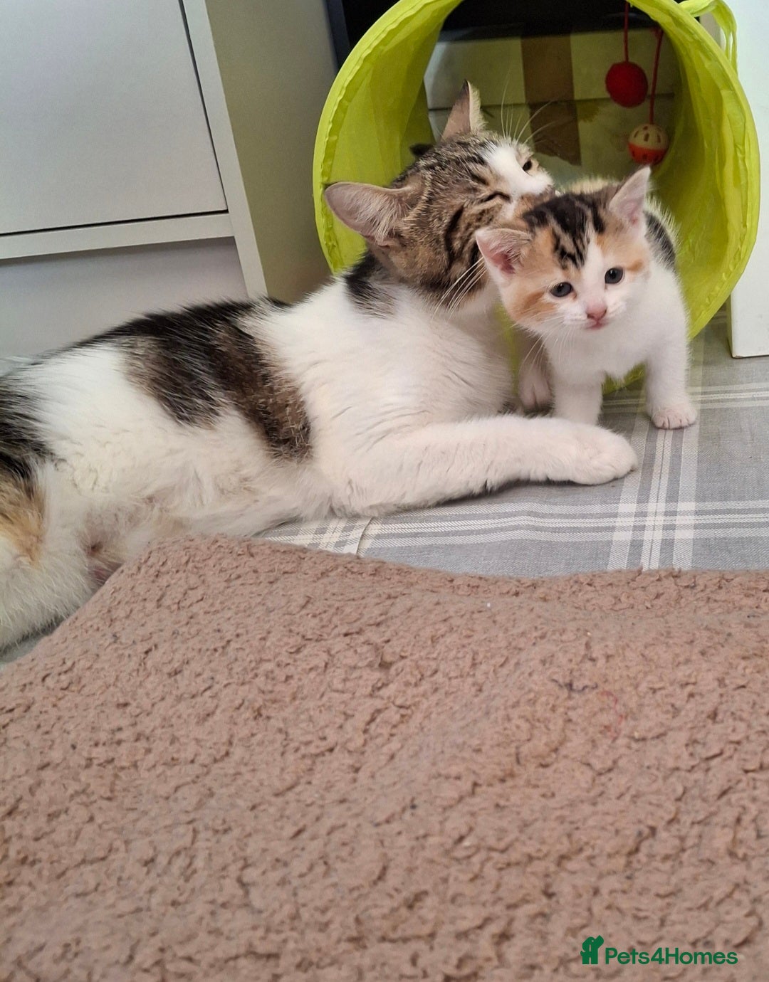 Mixed Breed cats for sale: 3 Adorable Fluffy Kittens - Image 7