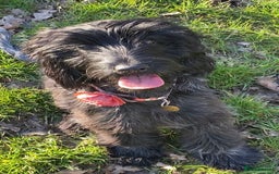 Cockapoo dogs for sale: A Lovable Female Cockapoo 2.5 yrs - Image 7