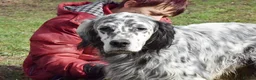 English Setter dogs for adoption: Jim   in Warrington - Advert 4