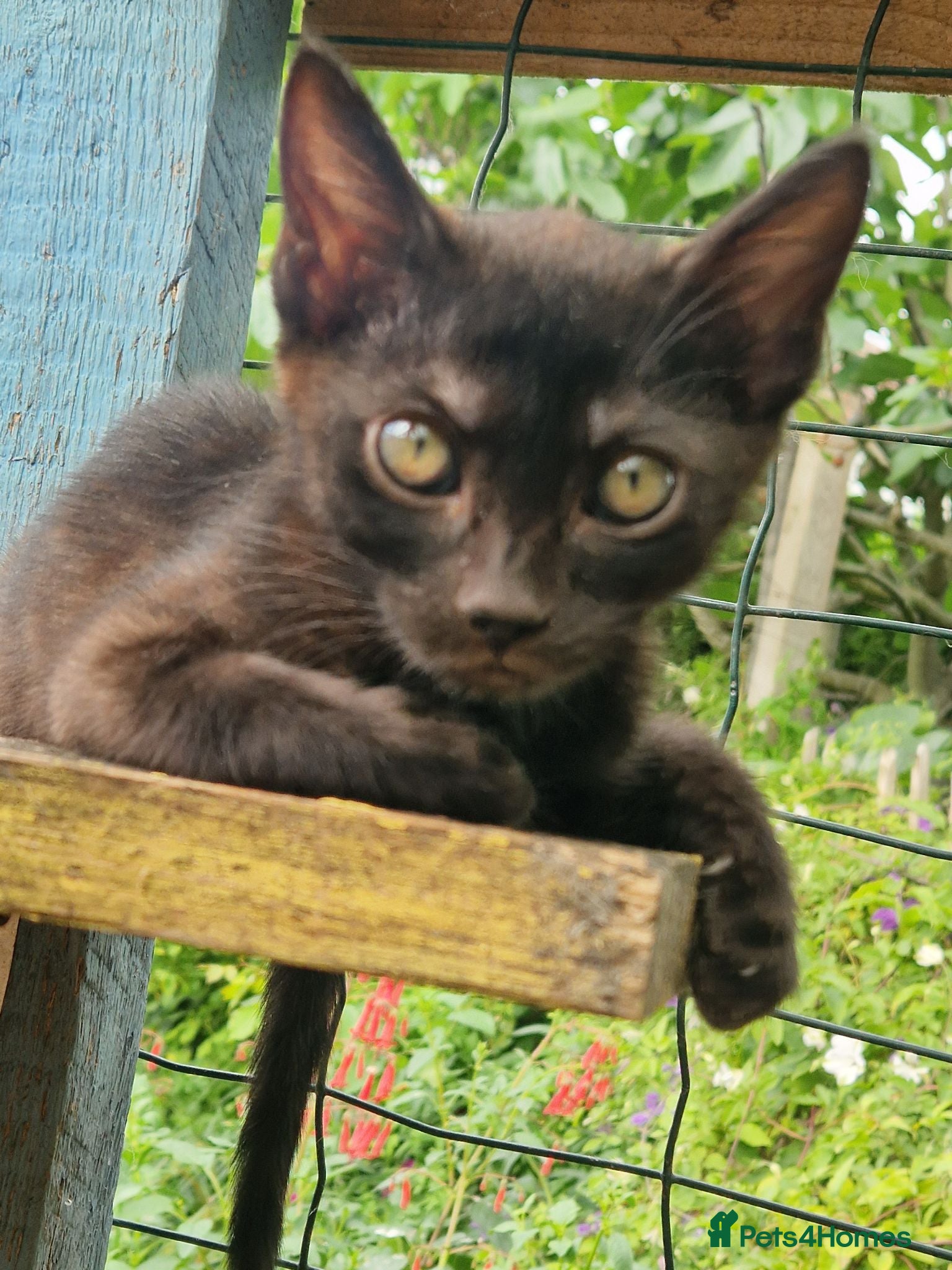 Mixed Breed cats Beautiful Bengamese kittens  - Advert 1