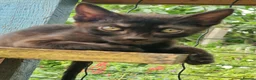 Mixed Breed cats for sale: Beautiful 3/4 Bengal, 1/4 Siamese kittens  - Advert 21