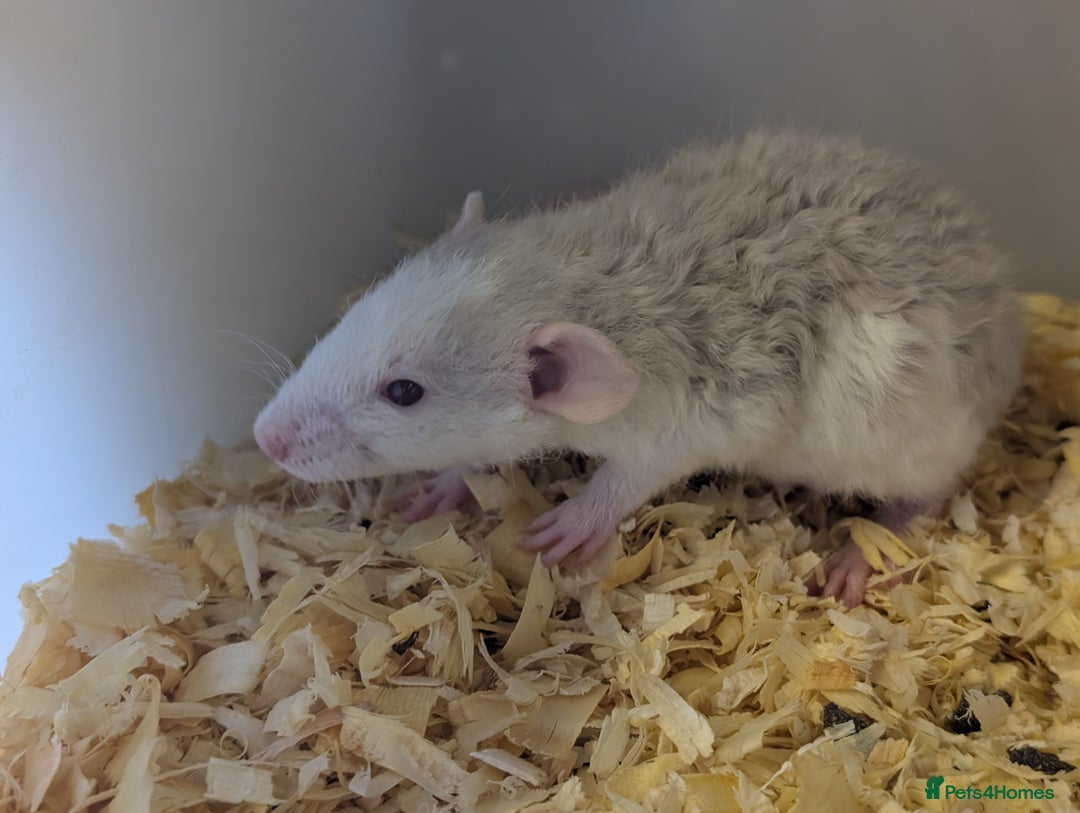 Rat rodents for sale: Fancy/rex rat - Image 2