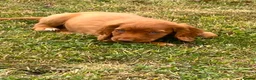 Sprocker dogs for sale: Sprocker puppies - Advert 3