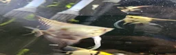 Cichlids fish for sale: Tropical Cichlids - Advert 3