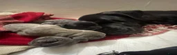Cane Corso dogs for sale: Outstanding ICCF Cane Corso Pups, Family-Guardians in Manchester - Advert 14