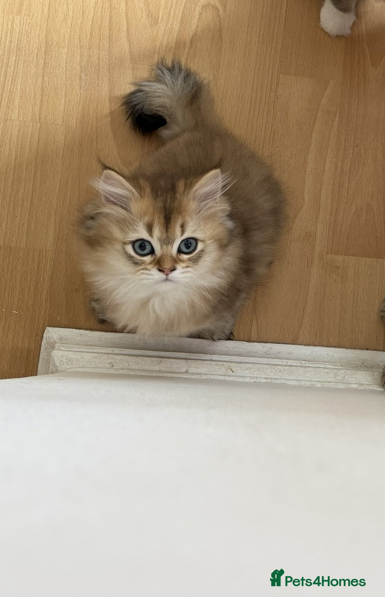 British Shorthair cats for sale: Stunning British shorthair & Longhair kittens - Advert 10