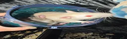 Rat rodents for sale: 4 rats with cage and bedding  in Wellington - Advert 6
