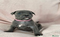 Staffordshire Bull Terrier dogs for sale: 🩷🩷🩷🩵Beautiful blue brindle Staffy pups🩷🩷🩷🩵 - Image 2