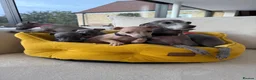 Italian Greyhound dogs for sale: Pedigree Italian Greyhound Puppies *Bred by Vets* in Abingdon - Advert 3