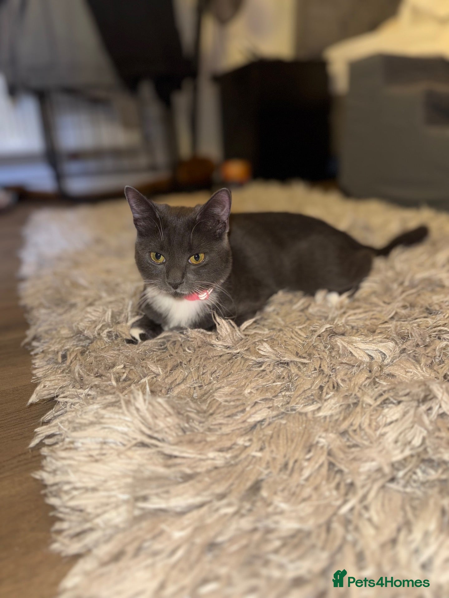 British Longhair cats for sale: Female kitten  - Advert 2