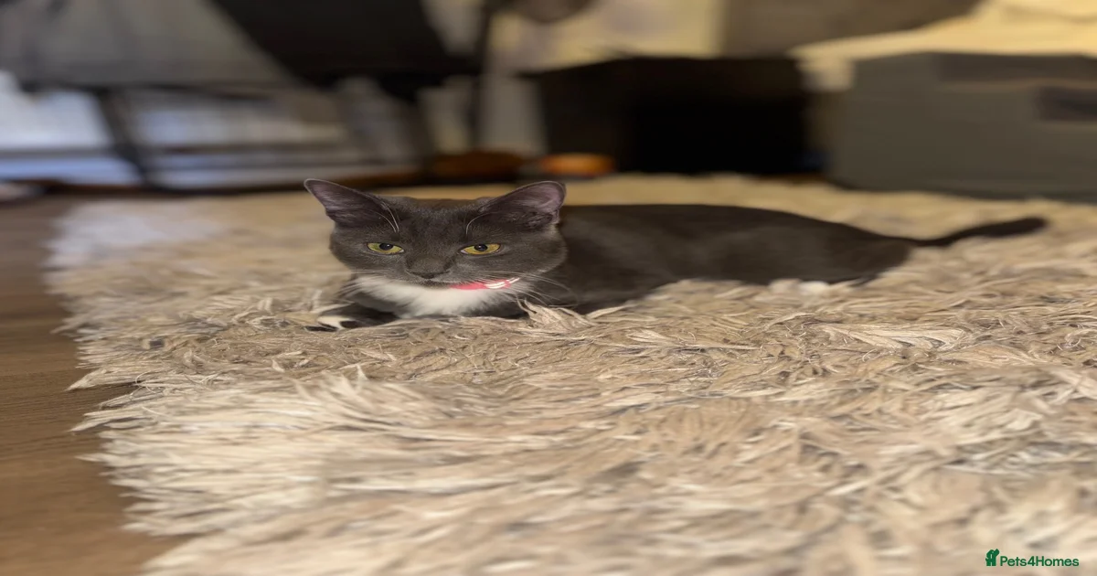Female kitten for sale in Wolverhampton | Pets4Homes