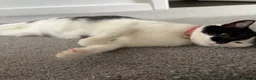 Mixed Breed cats for sale: 2 Beautiful Ragdoll Cross Kittens Ready Soon in Preston - Advert 3