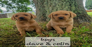 Labrador Retriever dogs - Advert 7