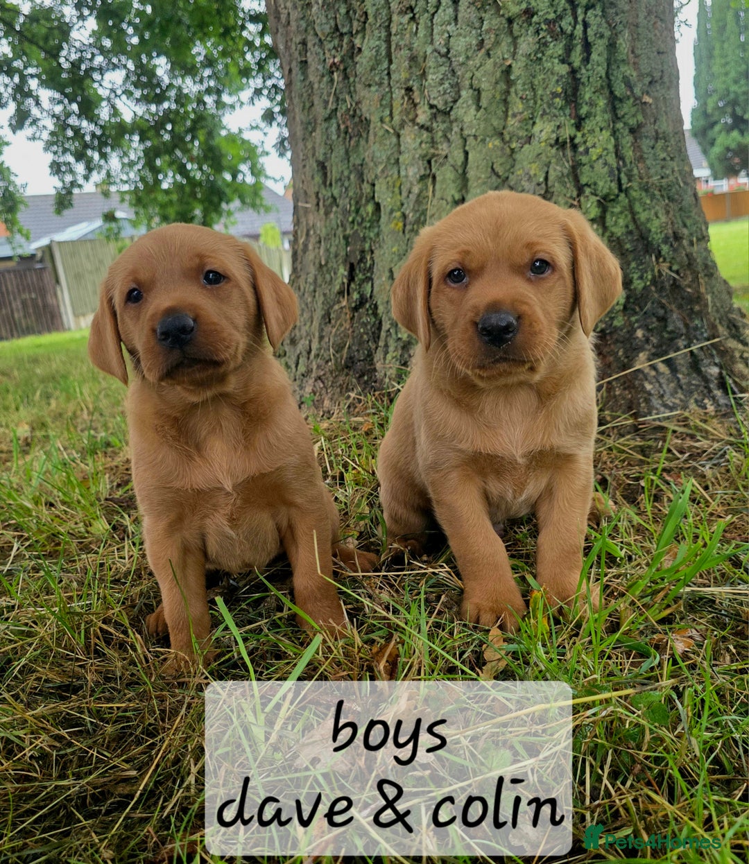 Labrador Retriever dogs for sale: Fox red labrador puppies - Image 2