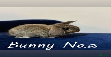 Mini Lop rabbits - Advert 1