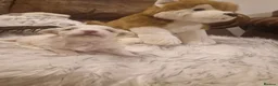 Maltese dogs for sale: Maltese toybreed - Advert 6