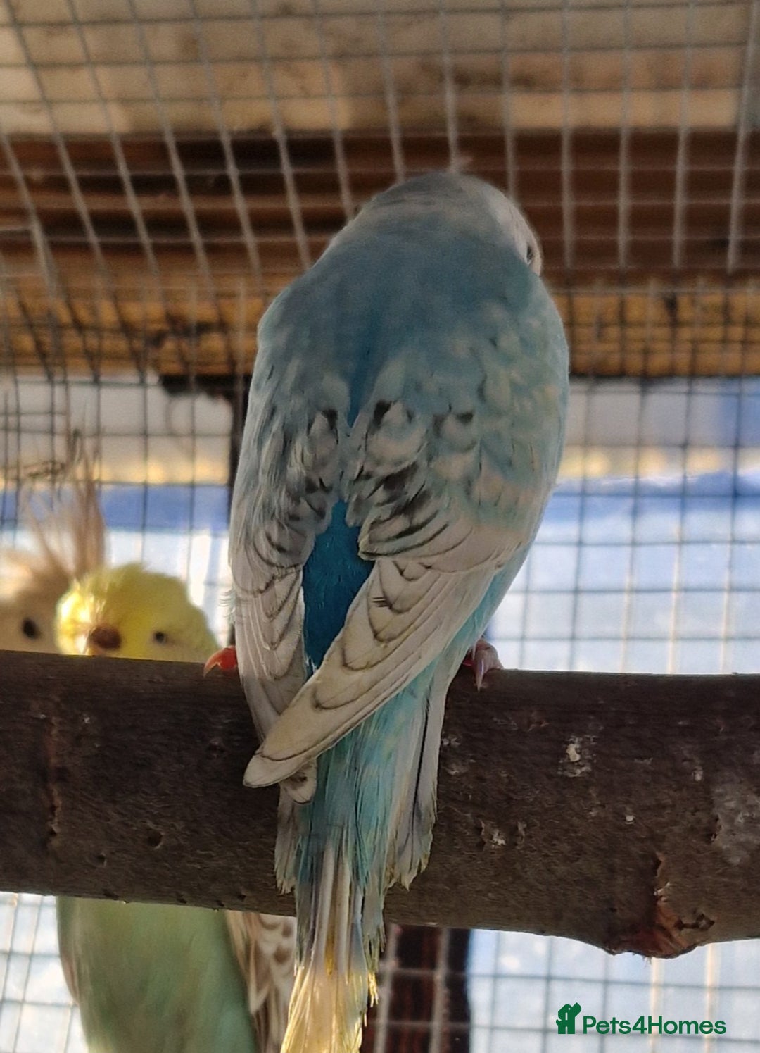 Budgerigars birds for sale: 3 baby budgies avaliable for reserve ready mid jan - Advert 11