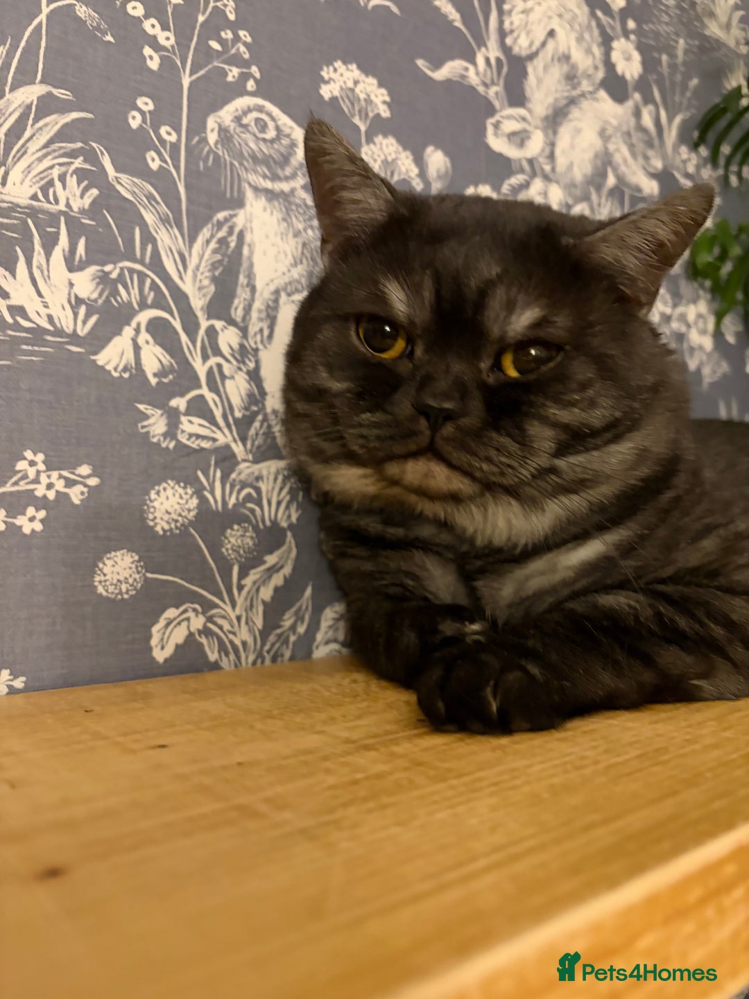 British Shorthair cats for sale: Beautiful British Shorthair Kittens  - Advert 5