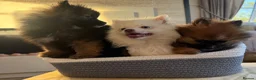 Pomeranian dogs for sale: Pomeranian in Widnes - Advert 5