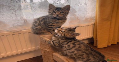 Bengal cats - Advert 10