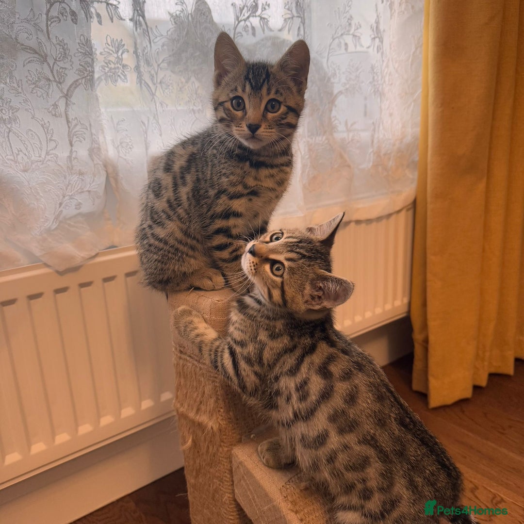 Bengal cats for sale: Sweet kittens - Image 3