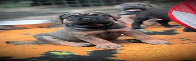 Cane Corso 3