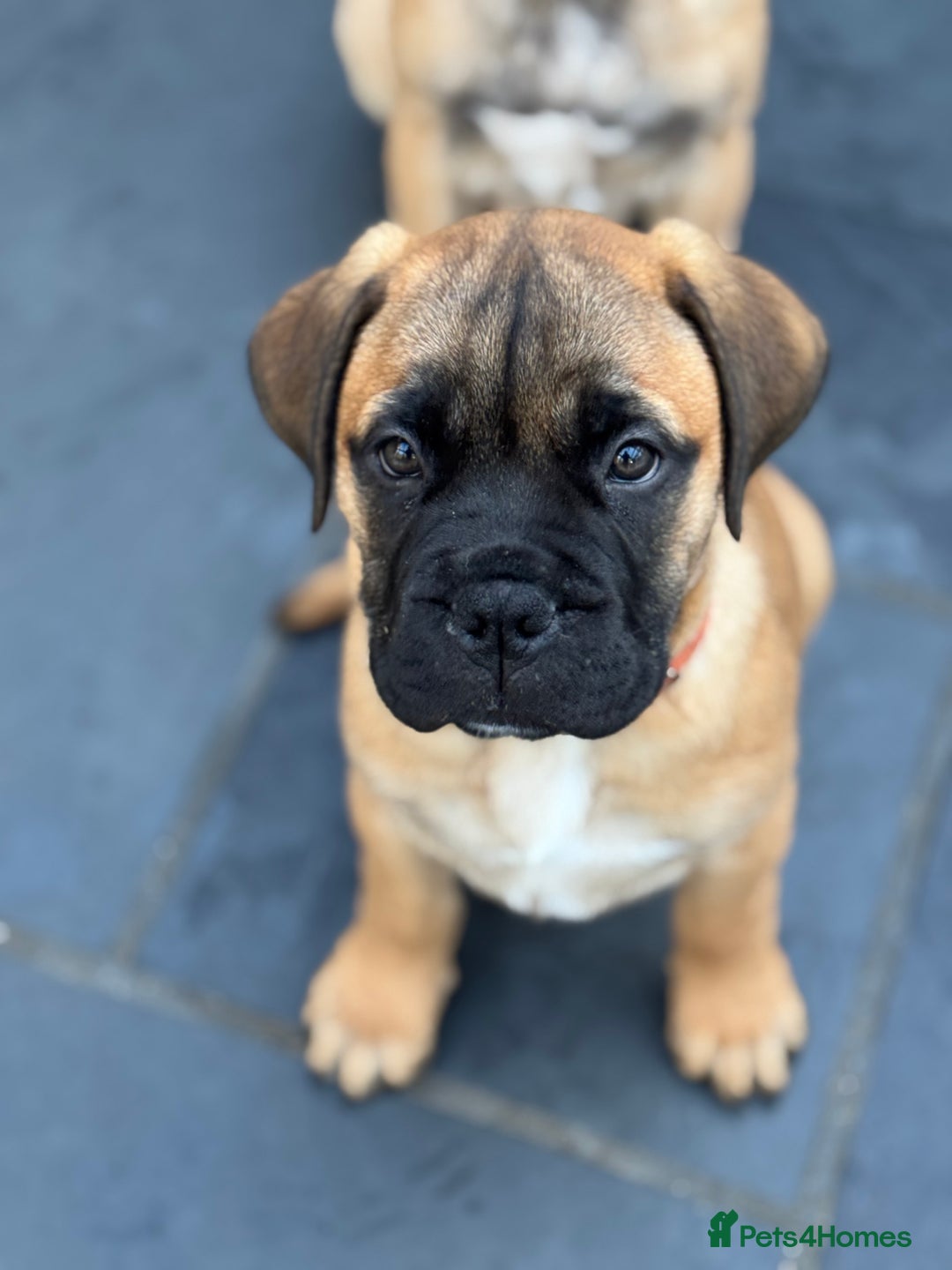 Bullmastiff dogs for sale: Beautiful Pedigree Puppies - Advert 5