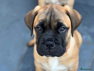 Bullmastiff dogs Beautiful Pedigree Puppies - Advert 7