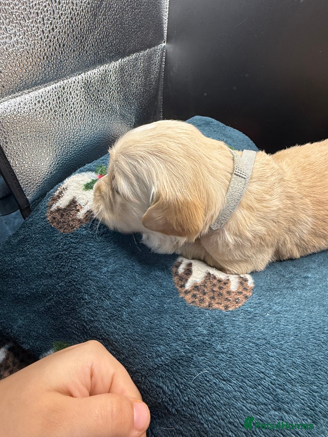 Golden Retriever dogs for sale: Stunning Golden Retrievers. 4 Boys / 4 Girls - Advert 21