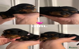 Cavalier King Charles Spaniel dogs for sale: KC REGISTERED GORGEOUS BLACK & TAN PUPPYS  - Image 8