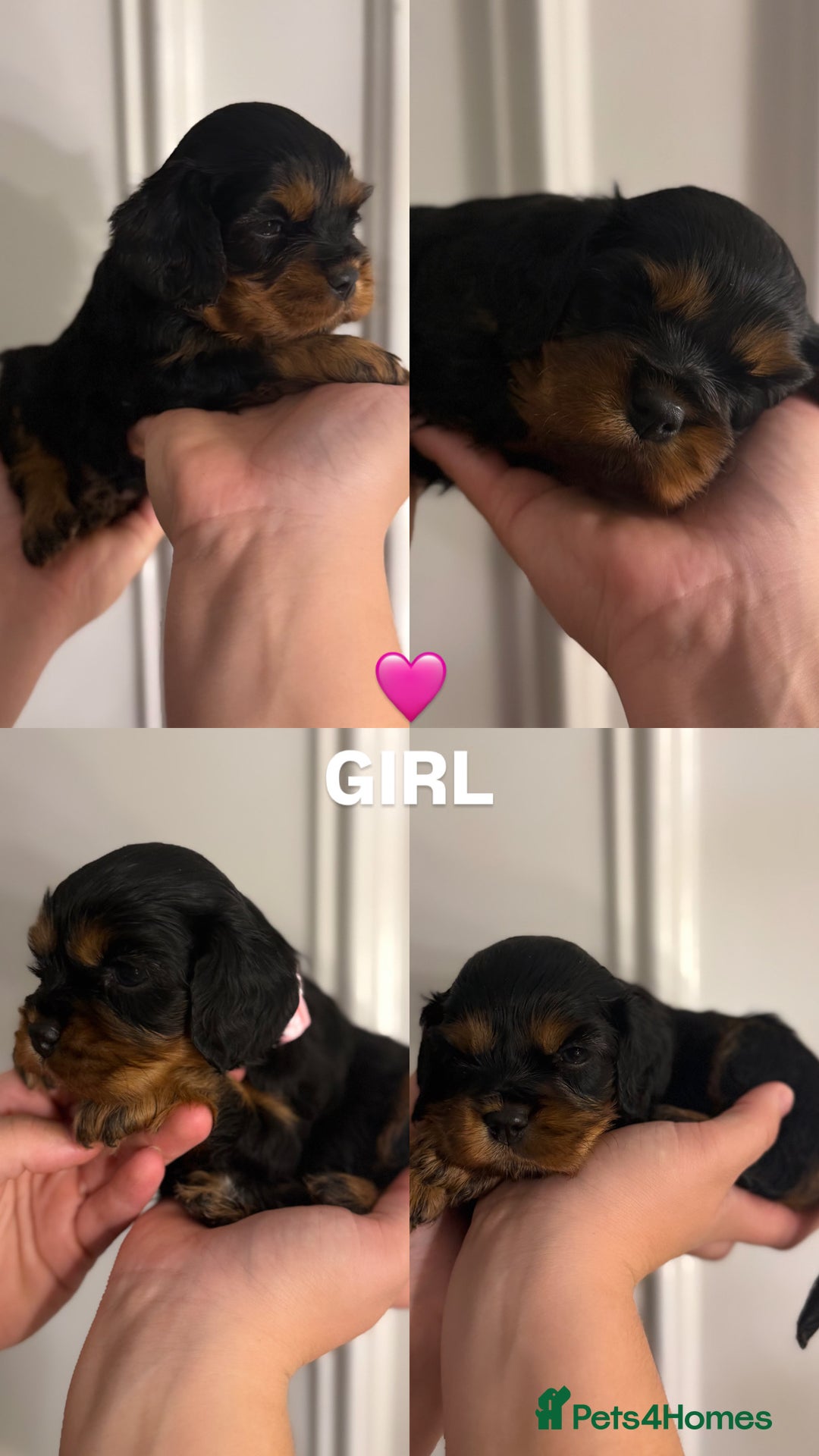 Cavalier King Charles Spaniel dogs for sale: KC REGISTERED GORGEOUS BLACK & TAN PUPPYS  - Image 8