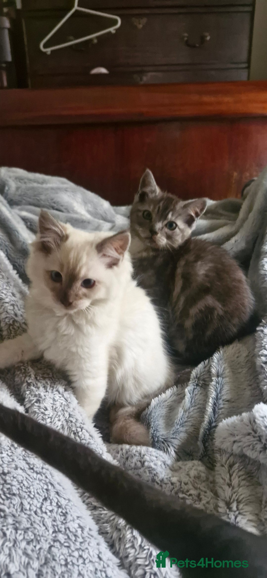 Ragdoll cats for sale: Stunning 3/4 Ragdoll kittens - Advert 14