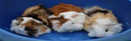 Guinea Pig rodents for sale: 3 Peruvian Baby Boars - Advert 5