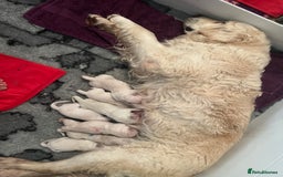 Golden Retriever dogs for sale: Stunning 12 week old male  - Image 3