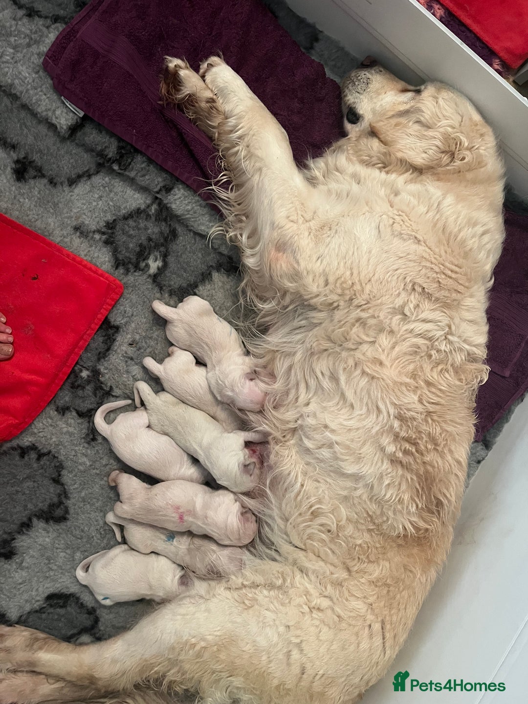 Golden Retriever dogs for sale: Stunning 12 week old male  - Image 3