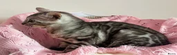 Bengal cats for sale: Silver Grey Male TICA Kitten - Advert 7