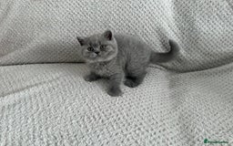 British Shorthair cats for sale: Pedigree BSH kittens  - Image 6