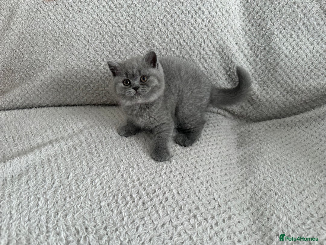British Shorthair cats for sale: Pedigree BSH kittens  - Image 6