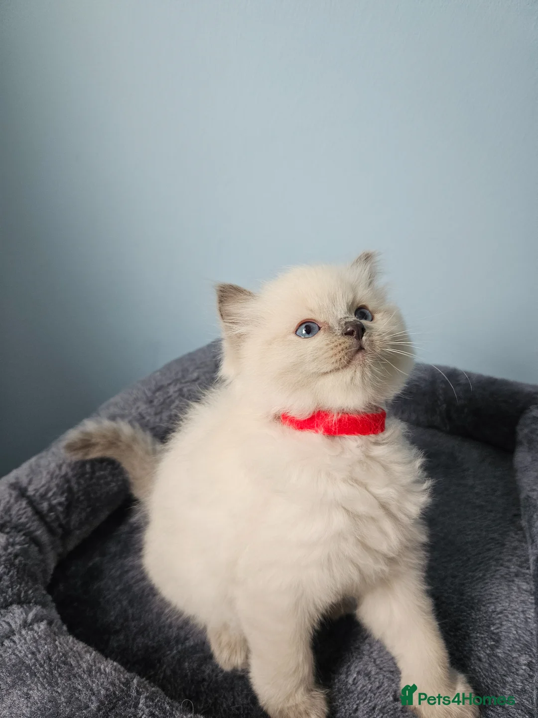 Ragdoll cats for sale: Ragdoll kittens looking new home 🏡  - Advert 13