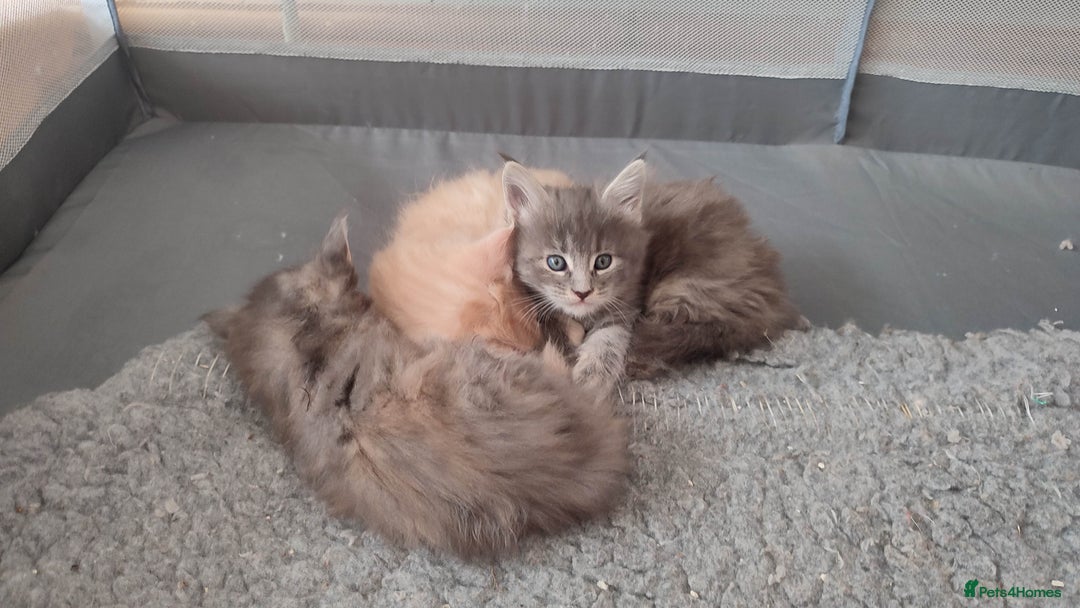 Maine Coon cats for sale: Adorable Maine coons - Image 3