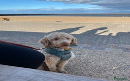 Mixed Breed dogs for sale: Toy x miniature poodle 5 years old  - Image 4