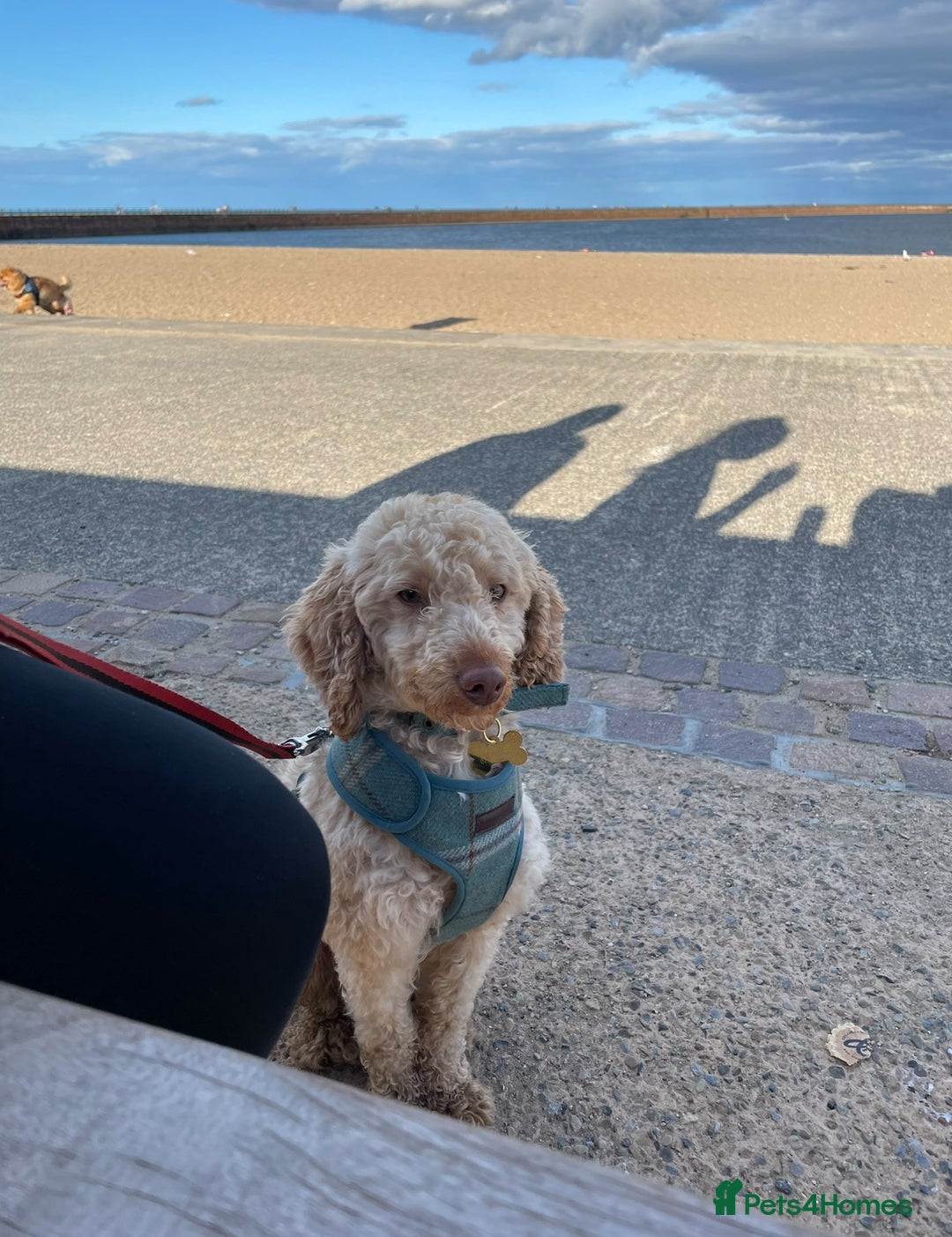 Mixed Breed dogs for sale: Toy x miniature poodle 5 years old  - Image 4