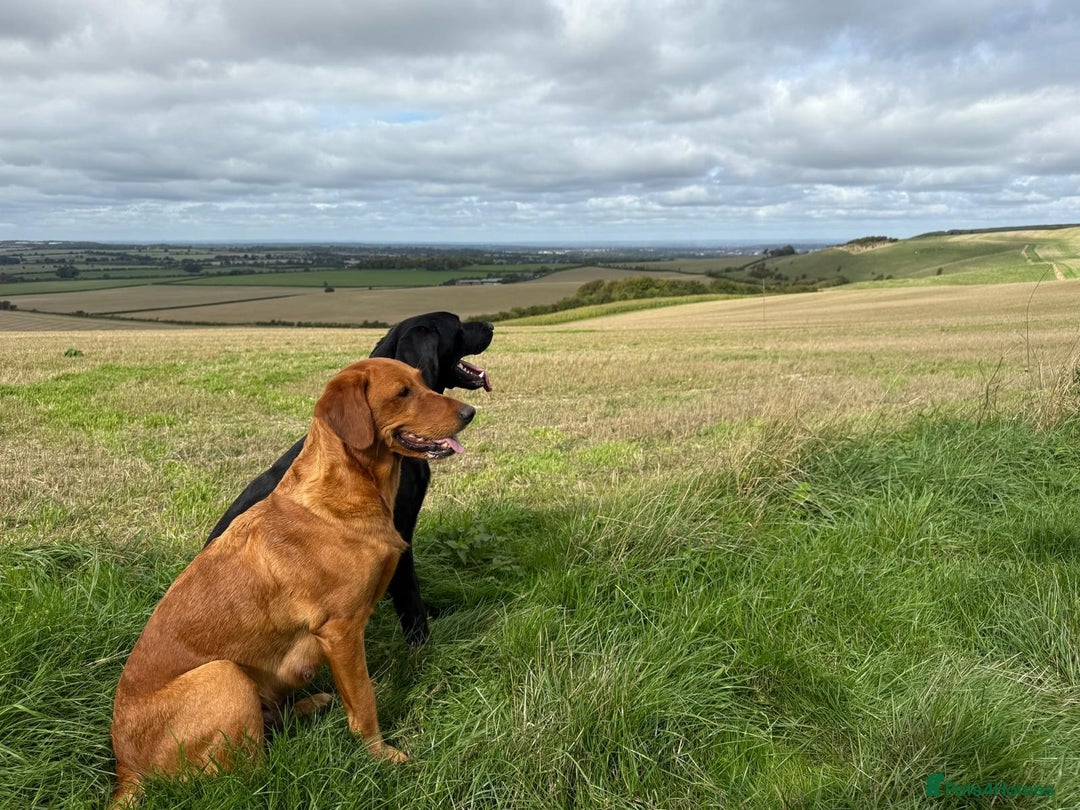 Labrador Retriever dogs for sale: Gorgeous Working Labrador Pups AVAILABLE NOW! - Advert 13