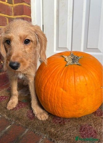 Labradoodle dogs - Advert 4