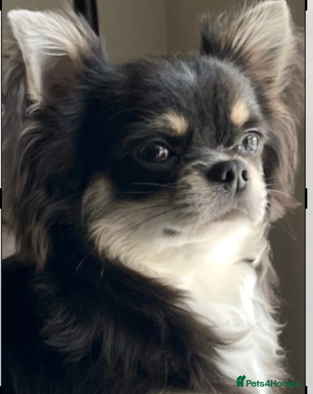 Chihuahua dogs for stud: Lilac tri long coat stud, bred by Chinechi/Shoop - Advert 1