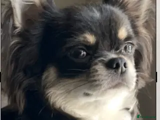 Chihuahua dogs Lilac tri long coat stud, bred by Chinechi/Shoop - Advert 6