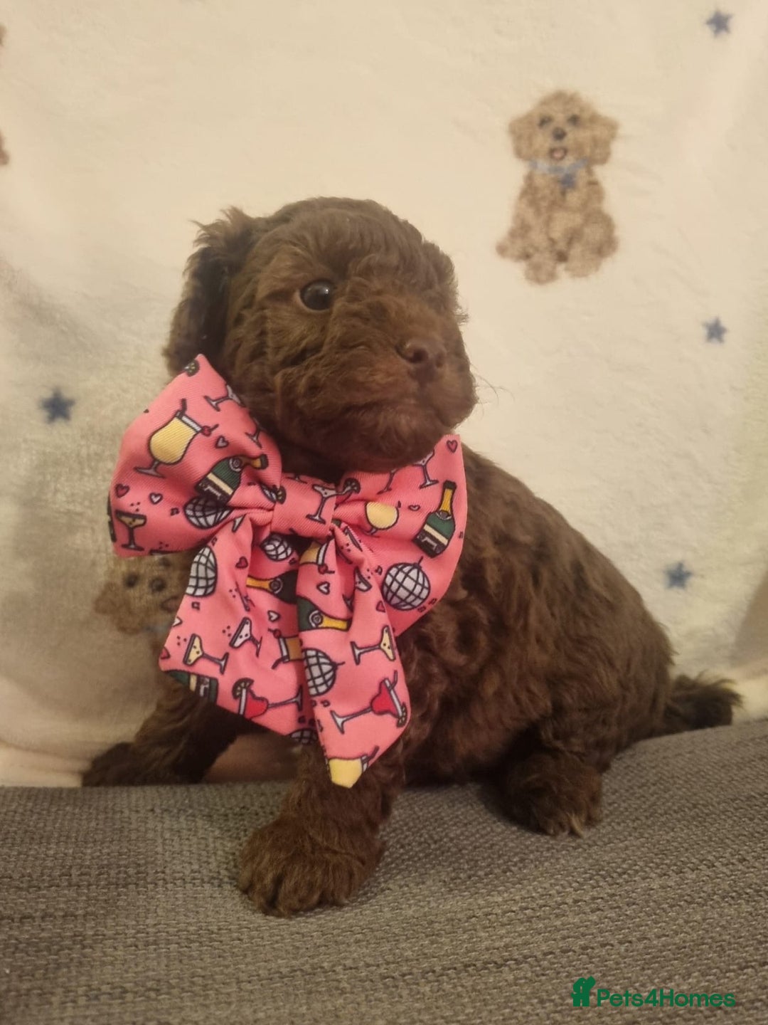 Cockapoo dogs for sale: Health tested F1b Toy / miniature cockapoo puppies - Advert 4